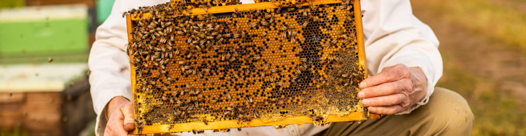 Education & Training - Australian Honey Bee Industry Council