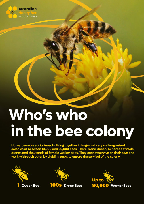 Home Sweet Home - Australian Honey Bee Industry Council