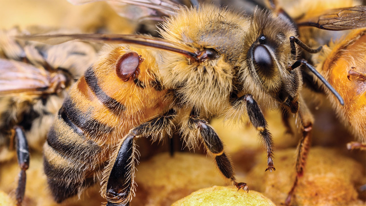 Home - Australian Honey Bee Industry Council